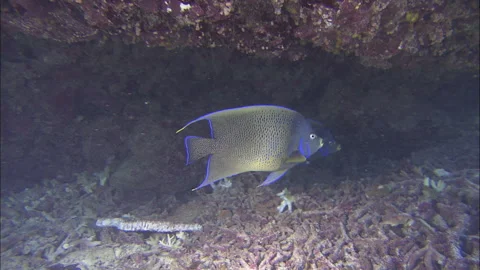 Underwater cave with sleeping loggerhead turtle and fish Stock Footage 132440701