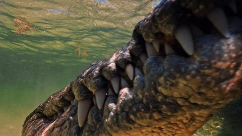 Underwater Chinchorro Crocodile Reveals Sharp Teeth in Seagrass Habitat Stockbeeldmateriaal 93414247