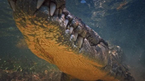 Underwater Chinchorro Crocodile Reveals Sharp Teeth in Seagrass Habitat 動画素材 93627893