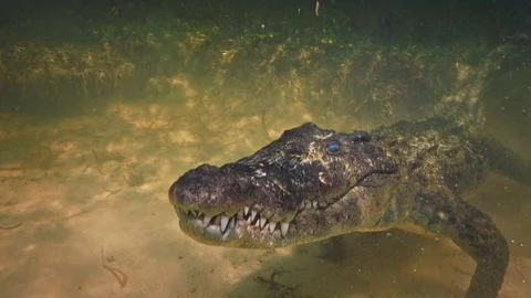 Underwater Chinchorro Crocodile Reveals Sharp Teeth in Seagrass Habitat Stock-Footage 93627939