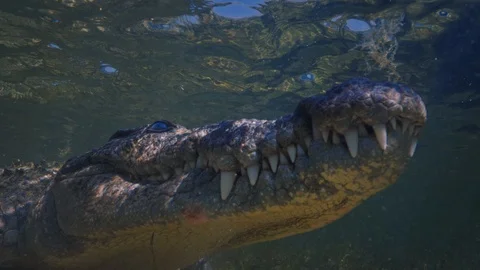 Underwater Chinchorro Crocodile Reveals Sharp Teeth in Seagrass Habitat Vidéo 93627966