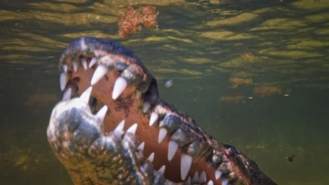 Underwater Chinchorro Crocodile Reveals Sharp Teeth in Seagrass Habitat Vídeos de archivo 93628085