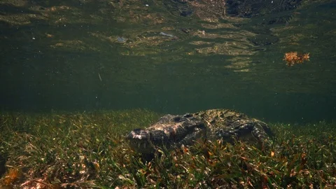 Underwater Chinchorro Crocodile Reveals Sharp Teeth in Seagrass Habitat 库存影片 93628591