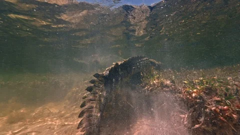 Underwater Chinchorro Crocodile Reveals Sharp Teeth in Seagrass Habitat Stock-Footage 93628602