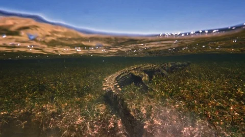 Underwater Chinchorro Crocodile Reveals Sharp Teeth in Seagrass Habitat Video stock 93628789