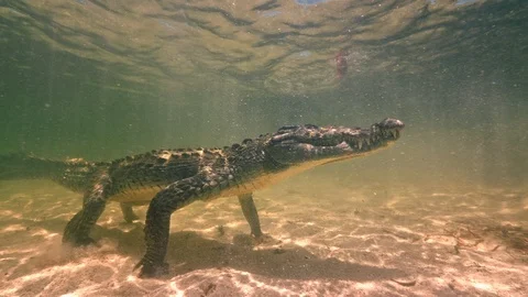 Underwater Chinchorro Crocodile Reveals Sharp Teeth in Seagrass Habitat Stockbeeldmateriaal 93628906