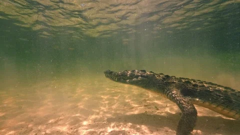 Underwater Chinchorro Crocodile Reveals Sharp Teeth in Seagrass Habitat Stock-Footage 93629929