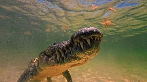 Underwater Chinchorro Crocodile Reveals Sharp Teeth in Seagrass Habitat 動画素材 93630381