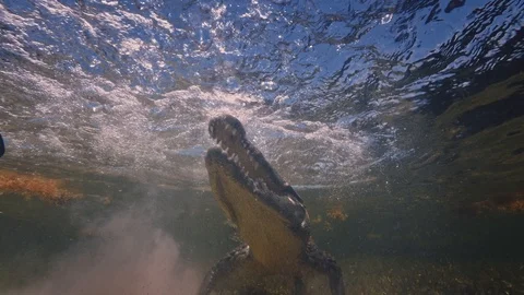 Underwater Chinchorro Crocodile Reveals Sharp Teeth in Seagrass Habitat Stock-Footage 93630405