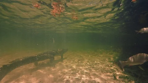 Underwater Chinchorro Crocodile Reveals Sharp Teeth in Seagrass Habitat Stock-Footage 93630417