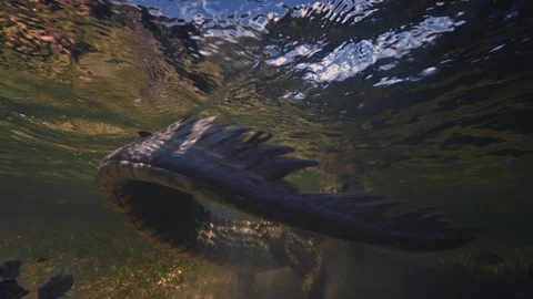 Underwater Chinchorro Crocodile Reveals Sharp Teeth in Seagrass Habitat Video stock 93630502