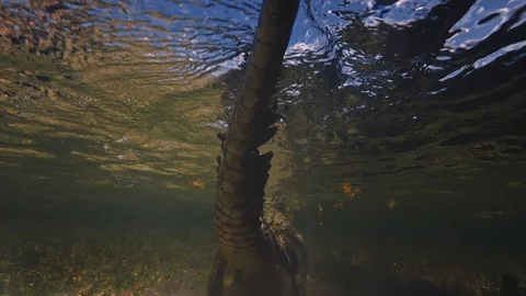 Underwater Chinchorro Crocodile Reveals Sharp Teeth in Seagrass Habitat Vidéo 93630513