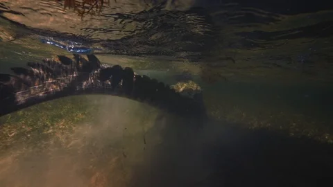 Underwater Chinchorro Crocodile Reveals Sharp Teeth in Seagrass Habitat Vídeos de archivo 93630545