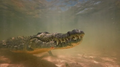 Underwater Chinchorro Crocodile Reveals Sharp Teeth in Seagrass Habitat Video stock 93630708