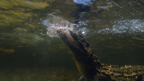 Underwater Chinchorro Crocodile Reveals Sharp Teeth in Seagrass Habitat Vidéo 93630737