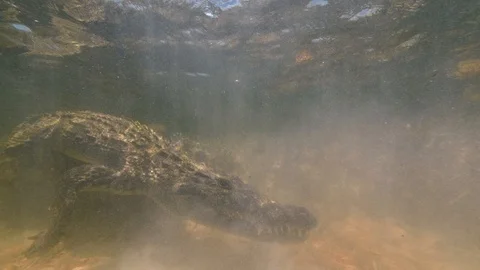 Underwater Chinchorro Crocodile Reveals Sharp Teeth in Seagrass Habitat Vidéo 93630756