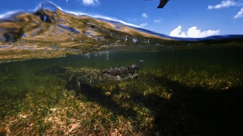Underwater Chinchorro Crocodile Reveals Sharp Teeth in Seagrass Habitat Vidéo 93630792
