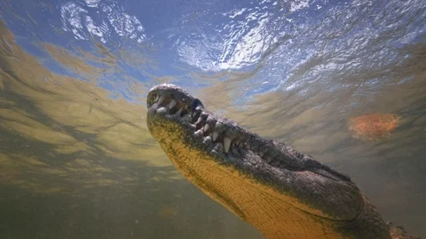 Underwater Chinchorro Crocodile Reveals Sharp Teeth in Seagrass Habitat Vídeos de archivo 93630814