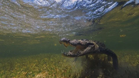 Underwater Chinchorro Crocodile Reveals Sharp Teeth in Seagrass Habitat Stock-Footage 93630870
