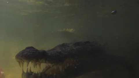 Underwater Chinchorro Crocodile Reveals Sharp Teeth in Seagrass Habitat Vidéo 93630926