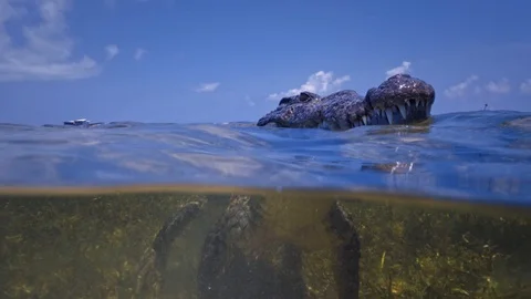 Underwater Chinchorro Crocodile Reveals Sharp Teeth in Seagrass Habitat 库存影片 93630955