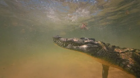 Underwater Chinchorro Crocodile Reveals Sharp Teeth in Seagrass Habitat Видео 93630969