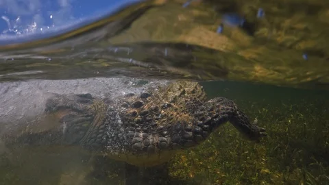 Underwater Chinchorro Crocodile Reveals Sharp Teeth in Seagrass Habitat Vidéo 93631147