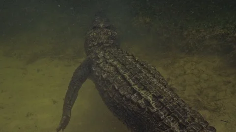 Underwater Chinchorro Crocodile Reveals Sharp Teeth in Seagrass Habitat 動画素材 93631199
