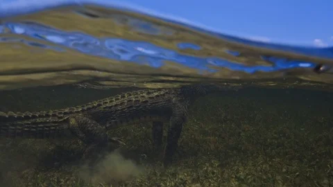 Underwater Chinchorro Crocodile Reveals Sharp Teeth in Seagrass Habitat Vidéo 93631228