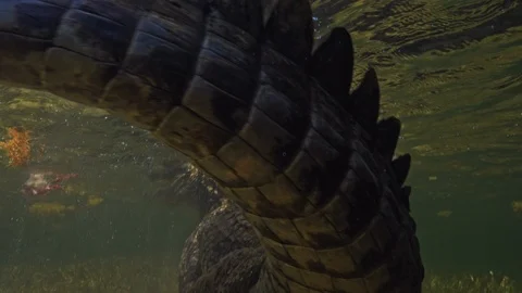Underwater Chinchorro Crocodile Reveals Sharp Teeth in Seagrass Habitat Stock-Footage 93631238
