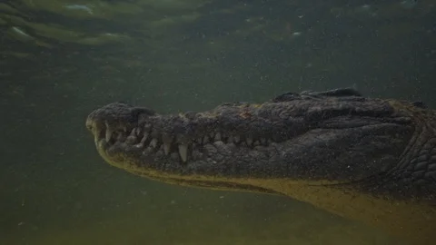 Underwater Chinchorro Crocodile Reveals Sharp Teeth in Seagrass Habitat 動画素材 93631358