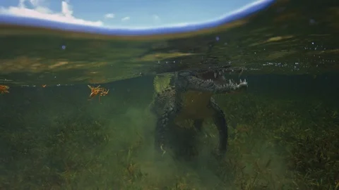 Underwater Chinchorro Crocodile Reveals Sharp Teeth in Seagrass Habitat Vidéo 93631382