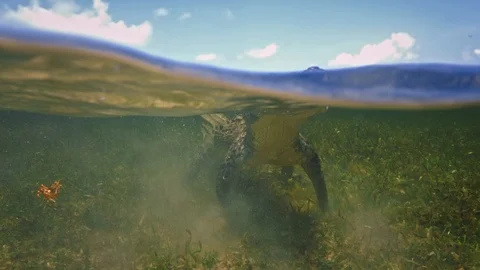 Underwater Chinchorro Crocodile Reveals Sharp Teeth in Seagrass Habitat Vidéo 93631548