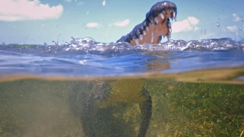 Underwater Chinchorro Crocodile Reveals Sharp Teeth in Seagrass Habitat Stock-Footage 93631562