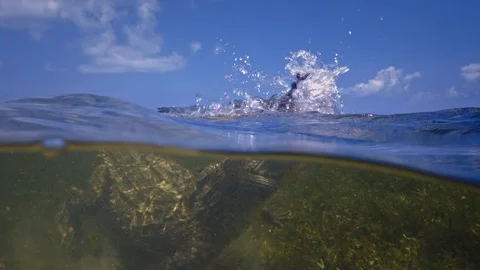 Underwater Chinchorro Crocodile Reveals Sharp Teeth in Seagrass Habitat Stock-Footage 93631568