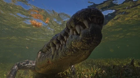 Underwater Chinchorro Crocodile Reveals Sharp Teeth in Seagrass Habitat Vidéo 93631650