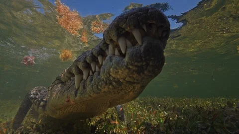 Underwater Chinchorro Crocodile Reveals Sharp Teeth in Seagrass Habitat Vidéo 93631674