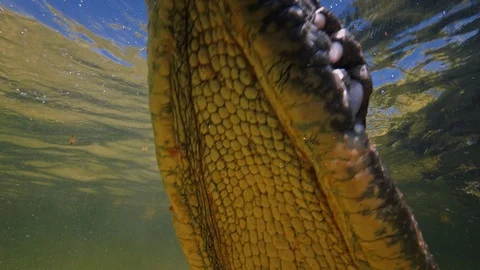 Underwater Chinchorro Crocodile Reveals Sharp Teeth in Seagrass Habitat Vidéo 93631887
