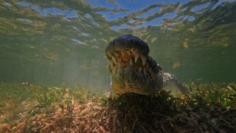 Underwater Chinchorro Crocodile Reveals Sharp Teeth in Seagrass Habitat Vídeos de archivo 93632050