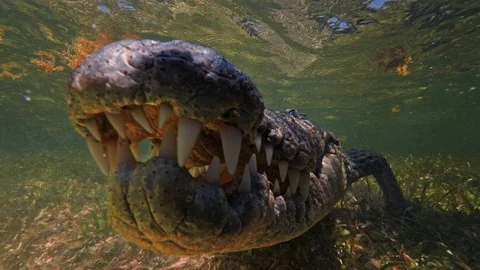 Underwater Chinchorro Crocodile Reveals Sharp Teeth in Seagrass Habitat Stockbeeldmateriaal 93632056