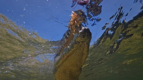 Underwater Chinchorro Crocodile Reveals Sharp Teeth in Seagrass Habitat Vídeos de archivo 93632165