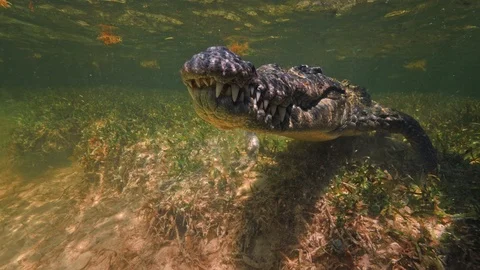 Underwater Chinchorro Crocodile Reveals Sharp Teeth in Seagrass Habitat Vidéo 93632233