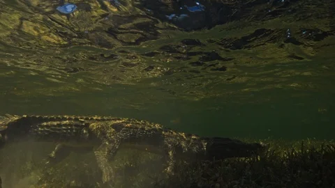 Underwater Chinchorro Crocodile Reveals Sharp Teeth in Seagrass Habitat 스톡 동영상 93632410