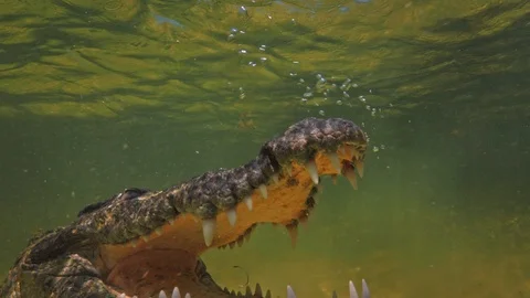 Underwater Chinchorro Crocodile Reveals Sharp Teeth in Seagrass Habitat Stockbeeldmateriaal 93632492