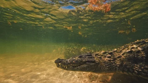 Underwater Chinchorro Crocodile Reveals Sharp Teeth in Seagrass Habitat Vídeos de archivo 93632502