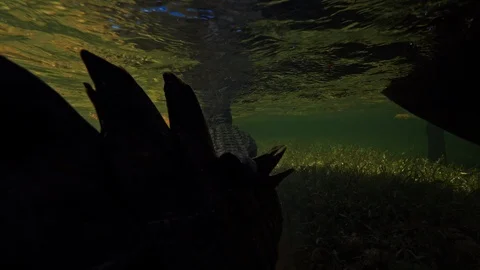 Underwater Chinchorro Crocodile Reveals Sharp Teeth in Seagrass Habitat Video stock 93632535