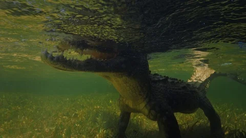 Underwater Chinchorro Crocodile Reveals Sharp Teeth in Seagrass Habitat Vidéo 93632576