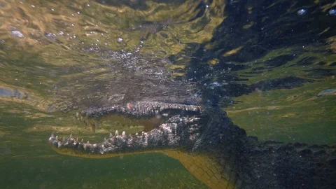 Underwater Chinchorro Crocodile Reveals Sharp Teeth in Seagrass Habitat 動画素材 93632686