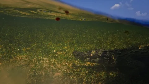 Underwater Chinchorro Crocodile Reveals Sharp Teeth in Seagrass Habitat 動画素材 93632767
