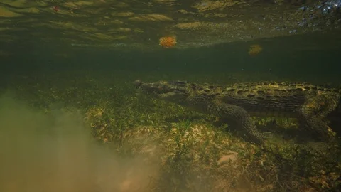 Underwater Chinchorro Crocodile Reveals Sharp Teeth in Seagrass Habitat Видео 93632781